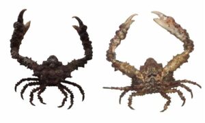 Horrida Elbow Crab. - Shila Kakra (শীলা কাঁকড়া) - Daldorfia horrida - Type: Crab