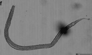 Roundworm - Not Known - Daptonema timmi - Type: Roundworms