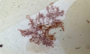 Not Known - Not Known - Dasya corymbifera - Type: Seaweeds