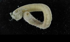 Clamworm - Somudra Bicha (সমুদ্র বিছা), Somudra Changa (সমুদ্র ছ্যাংগা) - Dasybranchus caducus - Type: Fireworms