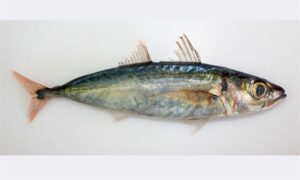 Redtail scad, Red-Tailed Mackerel Scad - Lalamburi (লালাম্বুরি) - Decapterus kurroides - Type: Bonyfish