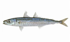 Shortfin scad - Narkeli Mach (নারকেলী মাছ) - Decapterus macrosoma - Type: Bonyfish