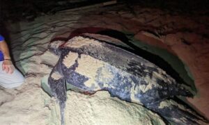 Leatherback Sea Turtle - Samudrik Kachim (সামুদ্রিক কাছিম) - Dermochelys coriacea - Type: Turtles