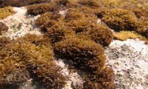 Not Known - Not Known - Dermonema pulvinatum - Type: Seaweeds