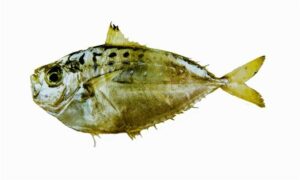 Pugnose Ponyfish - Thutuni Chanda (থুতুনি চাঁন্দা) - Deveximentum insidiator - Type: Bonyfish