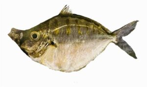Deep pugnose ponyfish - Thutuni chanda (থুতুনি চাঁন্দা) - Deveximentum ruconius - Type: Bonyfish