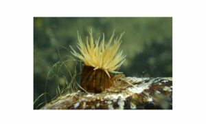 Sea Anemone - Not Known. - Diadumene schilleriana - Type: Sea_annemone
