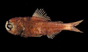 Spothead lantern fish - Fota jonaki macch ( ফোঁটা জোনাকি মাছ), Bati mach (বাতি মাছ) - Diaphus metopoclampus - Type: Bonyfish