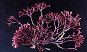 Not Known - Not Known - Dichotomaria obtusata - Type: Seaweeds