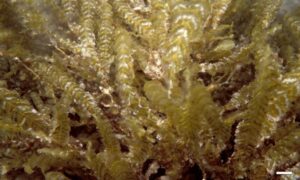Limu lipoa - Not Known - Dictyopteris australis - Type: Seaweeds