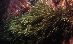 Netted wing weed - Not Known - Dictyopteris polypodioides - Type: Seaweeds