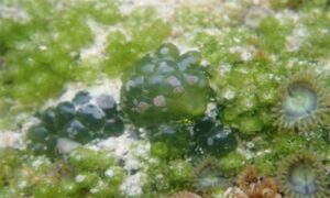 Not Known - Not Known - Dictyosphaeria cavernosa - Type: Seaweeds
