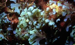 Alani (Hawaiian) - Not Known - Dictyota bartayresiana - Type: Seaweeds