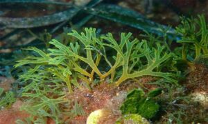 Brown fan weed,Divided net weed - Not Known - Dictyota dichotoma - Type: Seaweeds