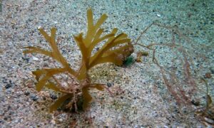 Not Known - Not Known - Dictyota flabellata - Type: Seaweeds