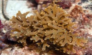 Little brown seaweed - Not Known - Dictyota menstrualis - Type: Seaweeds