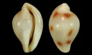 Spindle cowrie - Sada koyre (সাদা কড়ি) - Diminovula punctata - Type: Sea_snails
