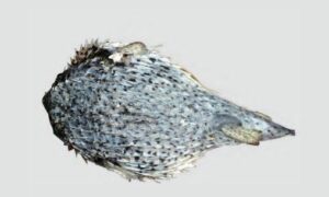 Spot-fin porcupinefish, Spotted porcupine fish - Tilak Sojaru potka (তিলক সজারু পটকা), Sojaru potka (সজারু পটকা) - Diodon hystrix - Type: Bonyfish