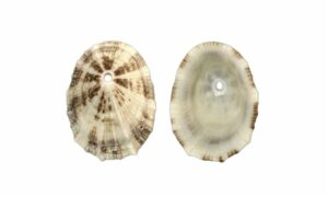 Funiculate keyhole limpet - chhata shamuk (ছাতা শামুক) - Diodora funiculata - Type: Sea_snails
