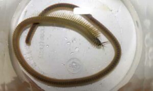 Solitary tube worm - Somudra Bicha (সমুদ্র বিছা), Somudra Changa (সমুদ্র ছ্যাংগা) - Diopatra neapolitana - Type: Fireworms