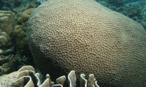 Double star coral - Not Known. - Diploastrea heliopora - Type: Hardcorals