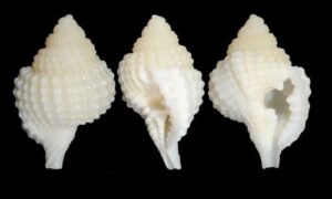 Atlantic Distorsio, distorted tritum - Kata shamuk (কাটা শামুক) - Distorsio clathrata - Type: Sea_snails