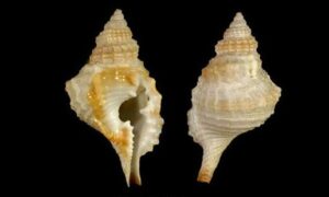 Decussate distorsio - Kata shamuk (কাটা শামুক) - Distorsio decussata - Type: Sea_snails