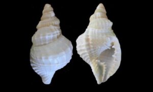 Reticulate Distorsio, reticulate triton - Khora shamuk ( খোড়া শামুক) - Distorsio reticularis - Type: Sea_snails