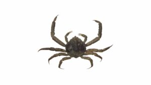 Doclea Rissoni Doclea ovis - Marine Biodiversity Portal of Bangladesh