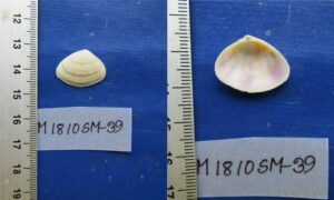 Pacific bean Donax - Zhinuk (ঝিনুক) - Donax faba - Type: Bivalve