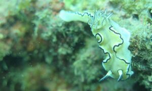 Black-margined nudibranch - Sea Slug (সী স্ল্যাগ) - Doriprismatica atromarginata - Type: Nudibranch