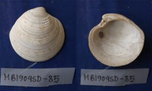 Mature Dosinia - Not known - Dosinia exoleta - Type: Bivalve