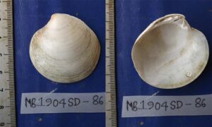 Venus clam - Kouta chilon (কৌটা ছিলন) - Dosinia grata - Type: Bivalve