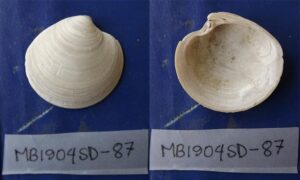 Not known - Not known - Dosinia maoriana - Type: Bivalve