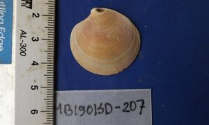 Ringed Dosinia - Not known - Dosinia anus - Type: Bivalve