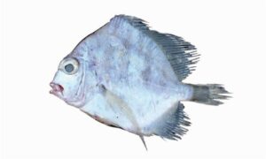 Banded drepane, White sickle fish - Pann machh (পান মাছ), Sada pan mach (সাদা পানমাছ) - Drepane longimana - Type: Bonyfish