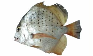 Spotted sickle fish - Fota panmach (ফোঁটা পানমাছ), Guti pan mach (গুটি পানমাছ) - Drepane punctata - Type: Bonyfish
