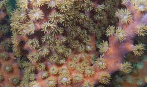 Pagoda coral - Not Known. - Duncanopsammia peltata - Type: Hardcorals