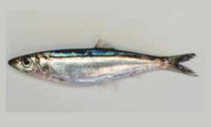 Rainbow sardine - Rangdhanu nailya (রংধনু নাইল্যা), Nailya (নাইল্যা), Kolombu (কলম্বু) - Dussumieria acuta - Type: Bonyfish