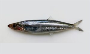 Slender rainbow sardine - সুন্দরী নাইল্যা ( Shundori nailya), মরিচা (Moricha), Kolombu (কলম্বু) - Dussumieria elopsoides - Type: Bonyfish