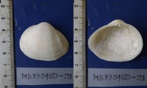 Not known - Not known - Eastonia rugosa - Type: Bivalve