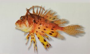 Cocks comb fire fish - Rongila (রঙ্গিলা), Holdepakha rongila (হলদেপাখা রঙ্গিলা) - Ebosia falcata - Type: Bonyfish