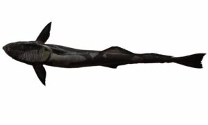 Live Sharksucker, Shark sucker - Shoshok Mach (শোষক মাছ), Hangar chat (হাঙ্গর চাট) - Echeneis naucrates - Type: Bonyfish