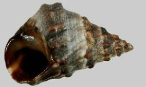 Topped prickly, Trochoidal rock winkle - Gota shamuk (গোটা শামুক) - Echinolittorina pascua - Type: Sea_snails