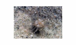 Sea Anemone - Not Known. - Edwardsia tinctrix - Type: Sea_annemone