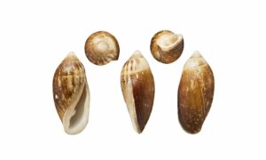 Judas ear crassidula - Lomba Kan Shamuk (লম্বা কান শামুক) - Ellobium aurisjudae - Type: Sea_snails