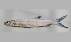 Tenpounder,Big Eye Herring,Ladyfish - Solemani mach (সোলেমানি মাছ), Kela Koral (কেলা কোরাল) - Elops machnata - Type: Bonyfish