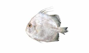 Orbfish, Round shaped fish, - Badur Machh (বাদুর মাছ), Hatir kan (হাতির কান), Kodal mach (কোদাল মাছ), Gol chanda (গোল চাঁন্দা) - Ephippus orbis - Type: Bonyfish