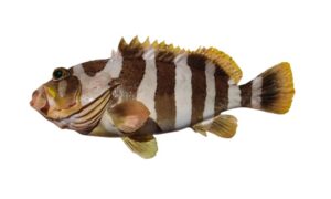 Banded grouper - Joba kusum mach (জবা কুসুম মাছ), Dora bol (ডোরা বোল) - Epinephelus amblycephalus - Type: Bonyfish