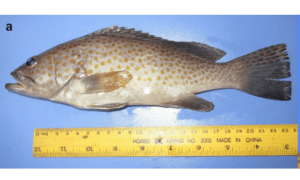 Duskytail grouper - Holudfota bol (হলুদফোঁটা বোল) - Epinephelus bleekeri - Type: Bonyfish